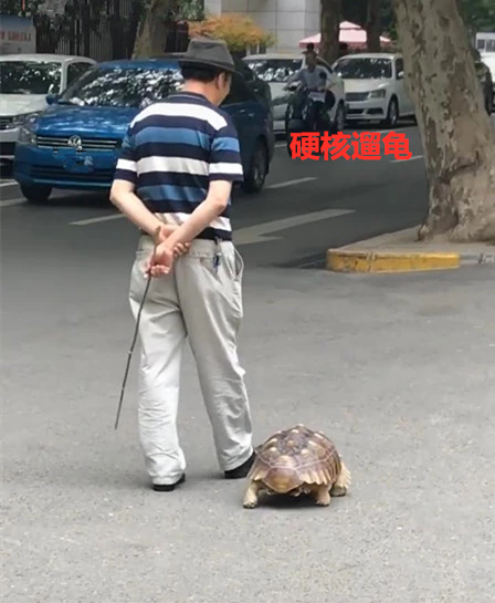老爷爷遛宠物,却引起众人围观拍照:大爷,遛一次是不是要1年?_乌龟