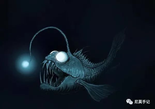 海洋科普(771)| 鮟鱇鱼:丑不是我的缺点,是特点!_灯笼