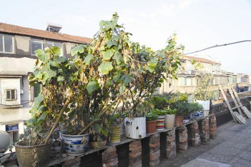 原创楼顶露台种植葡萄只要做到这些一样可以枝繁叶茂硕果累累