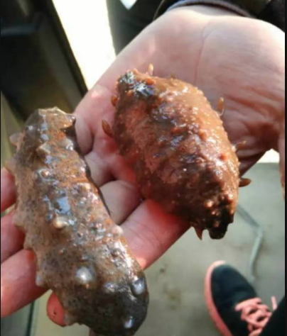 虫见愁海参盾纤毛虫一旦发病很难治愈安全防控提高效益