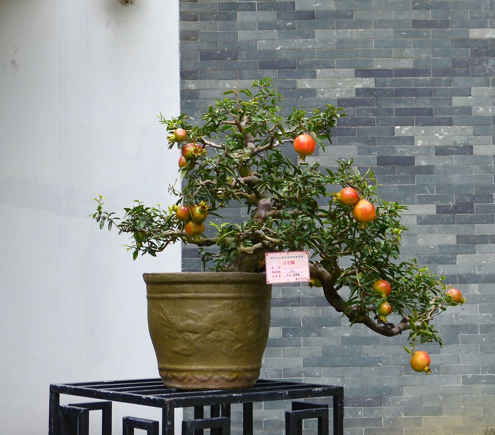 盆栽石榴树的修剪有利开花结果,那盆栽石榴如何修剪呢?