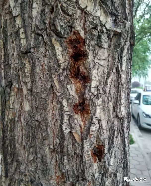 梅雨季节树木花卉病虫害多发!该这样做~_危害