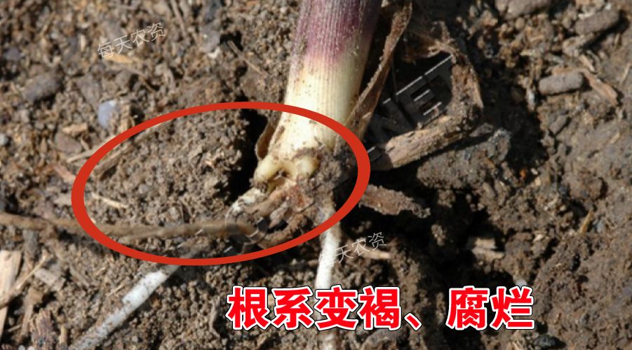 玉米苗期管理"6大注意"要点!