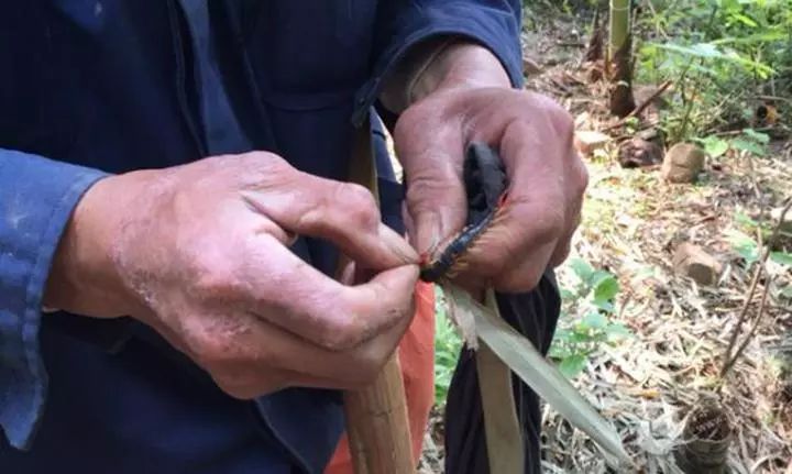 金华这些农民发财了,晚上都在抓这个东西…_蜈蚣