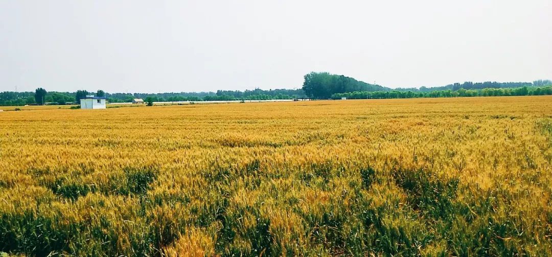 难得一见顺义大片麦田已经金黄太美了
