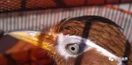 关于这个问题,我之前曾在《关于画眉斗鸟的一些闲话