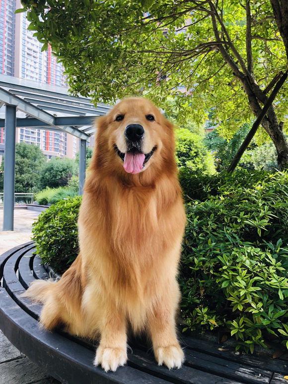 原创养了八年的金毛,突然变成禁养犬了,现在都不敢带出来遛了