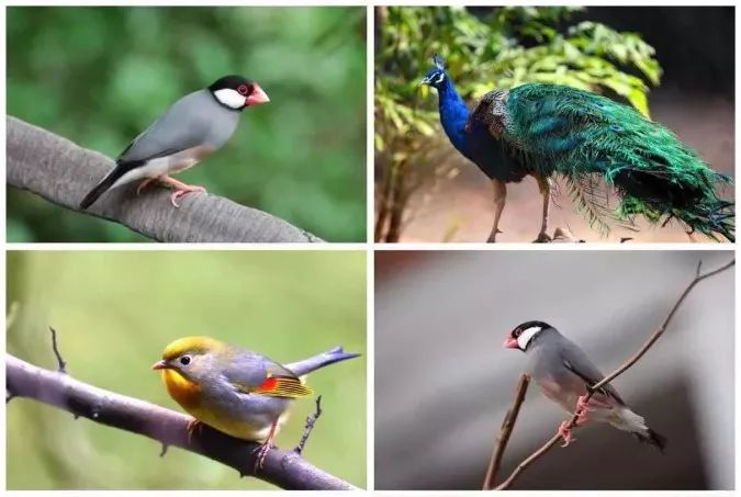 野奢秘境百鳥齊鳴首屆珍奇百鳥展空降首府