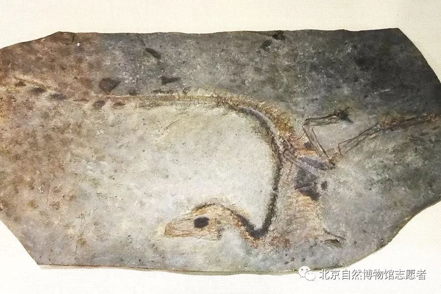 近八十年来,"中华龙鸟(带羽毛的恐龙)","圣贤孔子鸟","五尖张和兽","