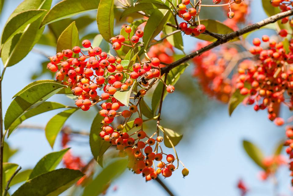 石楠詩精選一十三首 春風綠瑤草,秋霜紅石楠_石楠花