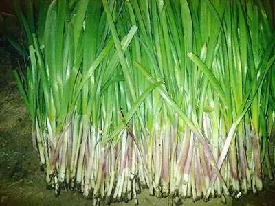 这些食物的名字只有北京人懂!_野鸡