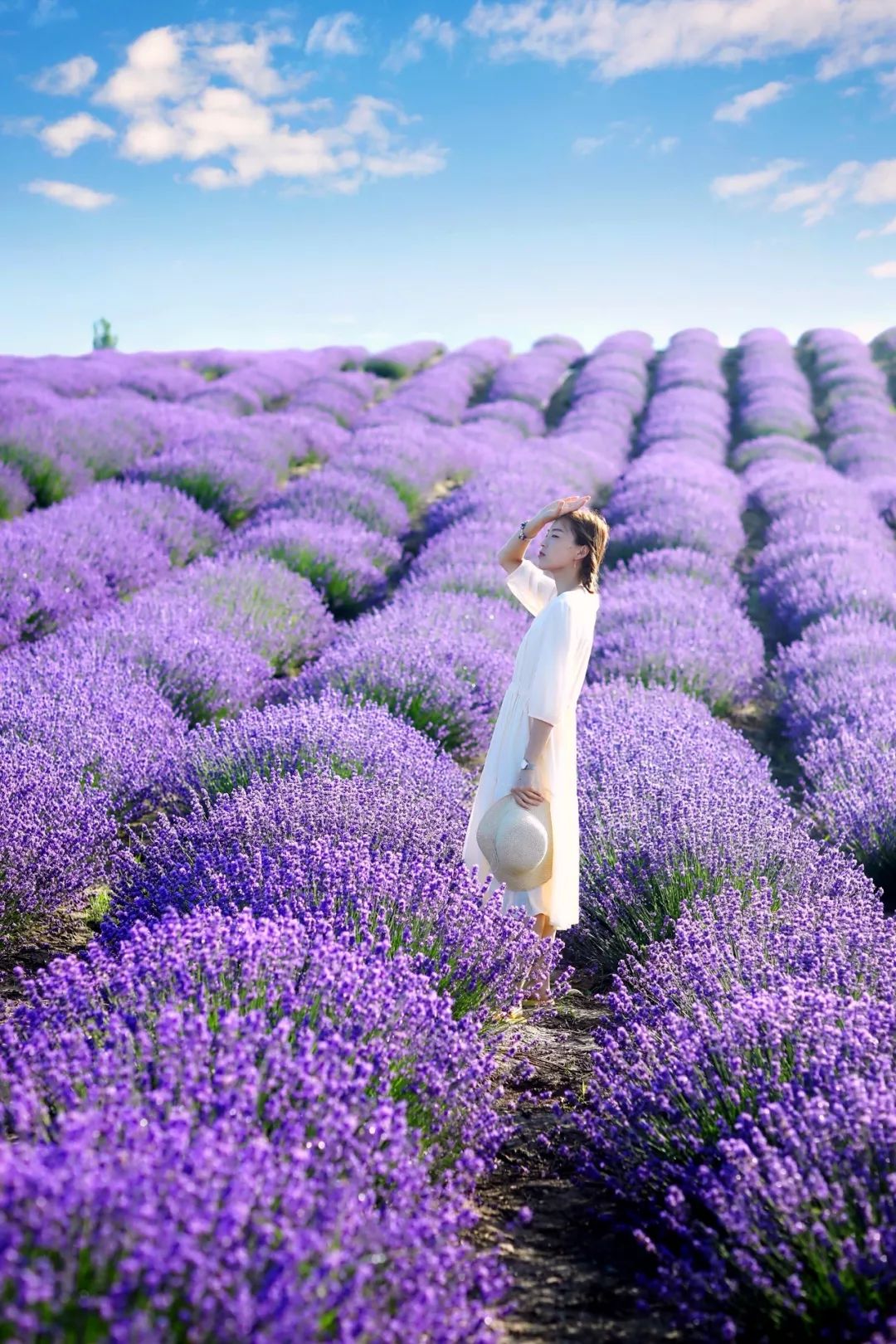 新疆伊犁薰衣草正开放大咖教你如何在花田拍美照