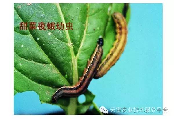 顽固的咀嚼式口器害虫图谱