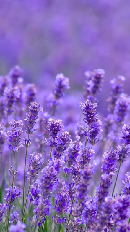 新疆伊犁6万亩薰衣草盛开,紫色花海美到窒息