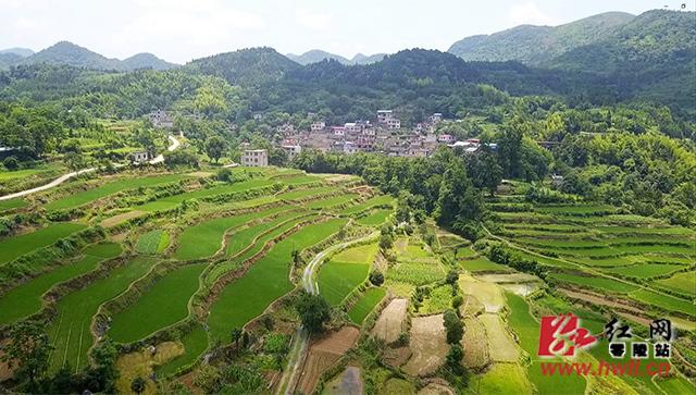 零陵:梯田上奏响乡村振兴之歌_大庆坪乡