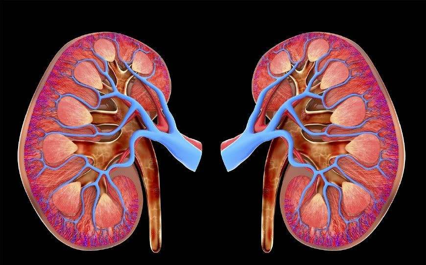 我们都知道肝脏和肾脏是人体排毒的重要器官,他们帮助人体过滤血液里