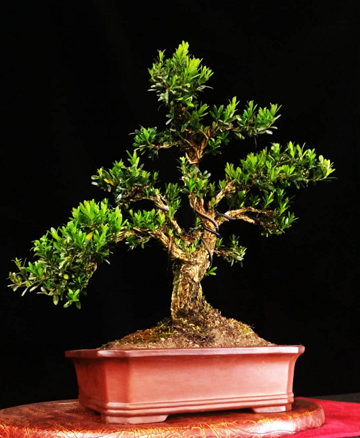 原创日本以树木盆景为主古雅质朴气韵生动也是日本盆景的独到之处