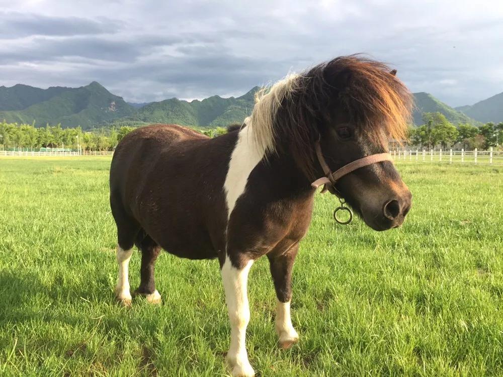 农博园的小矮马可是园区最酷的仔,看这"杀马特"造型,可是特意留的"