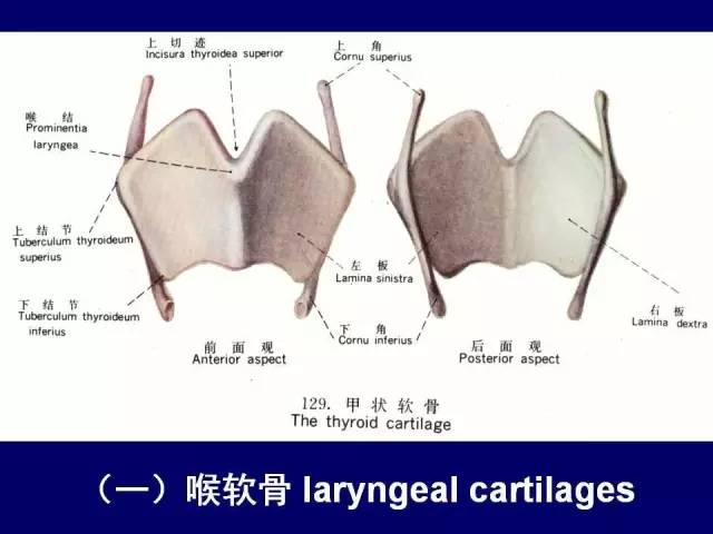 必点收藏高清版颈部断层解剖