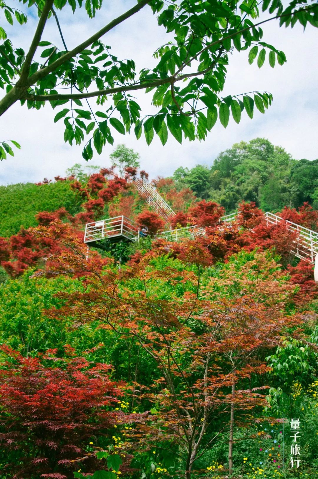 626周三柒月麓山夏有竹碧波轻漾太平湖
