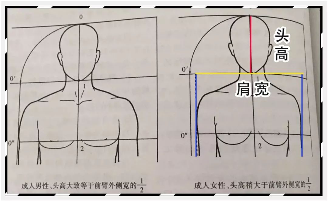 头肩比多少完美图片