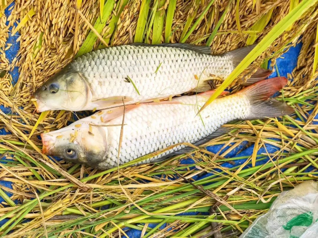 彩云之南大滇西旅游环线神秘雄奇的高黎贡山云腾雾绕天堑怒江从三江并