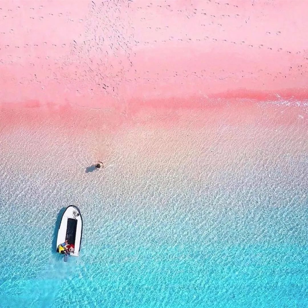 阳光旅行家独家定制巴哈马粉色秘境与小猪共舞直升机快艇巡游加勒比海