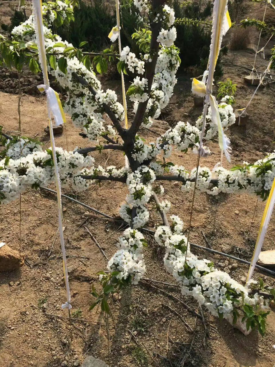 黑珍珠樱桃开花图片图片