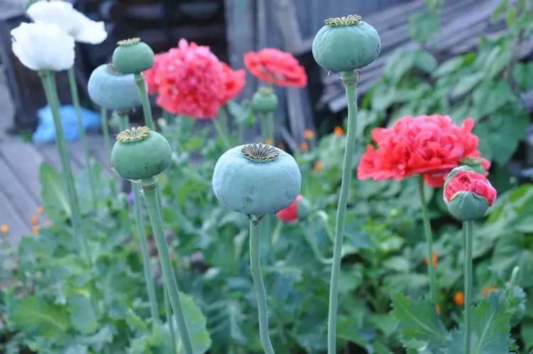 深州资讯深州警方无人机航拍监测铲除罂粟拘留8人