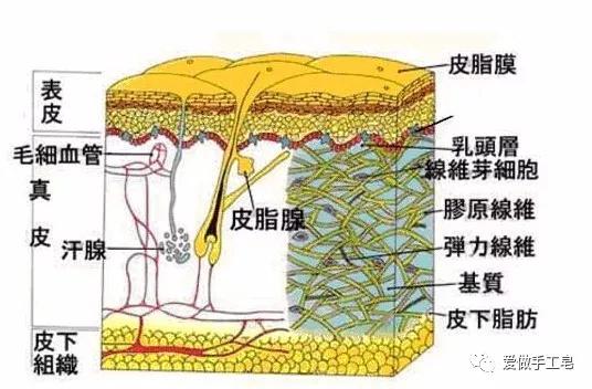 皮肤粘膜示意图图片