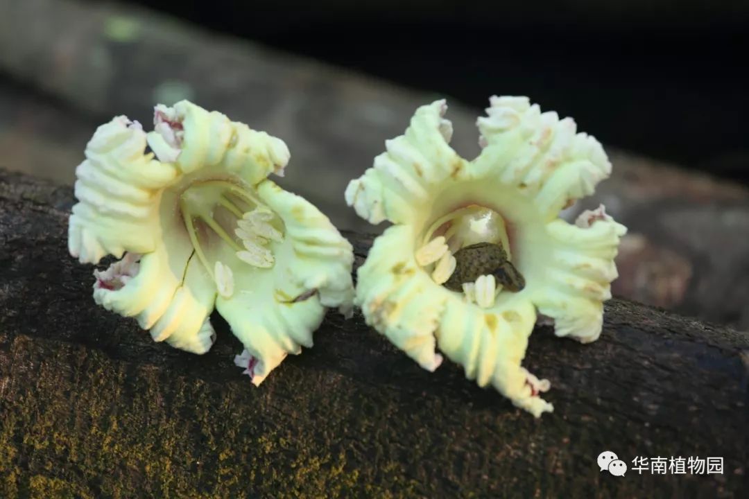 夜深花无眠木蝴蝶