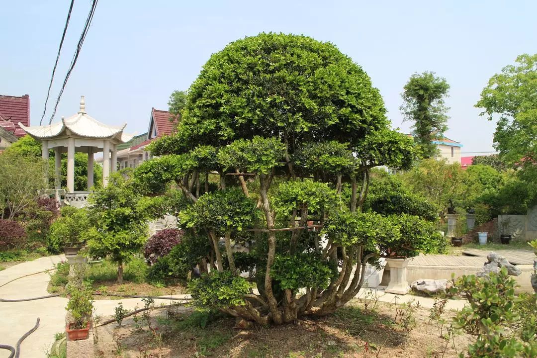 招募你是黄杨盆景造型能手吗
