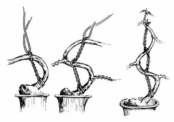 盆景造型步骤分解图七招盘扎大法带你进入盆景的世界