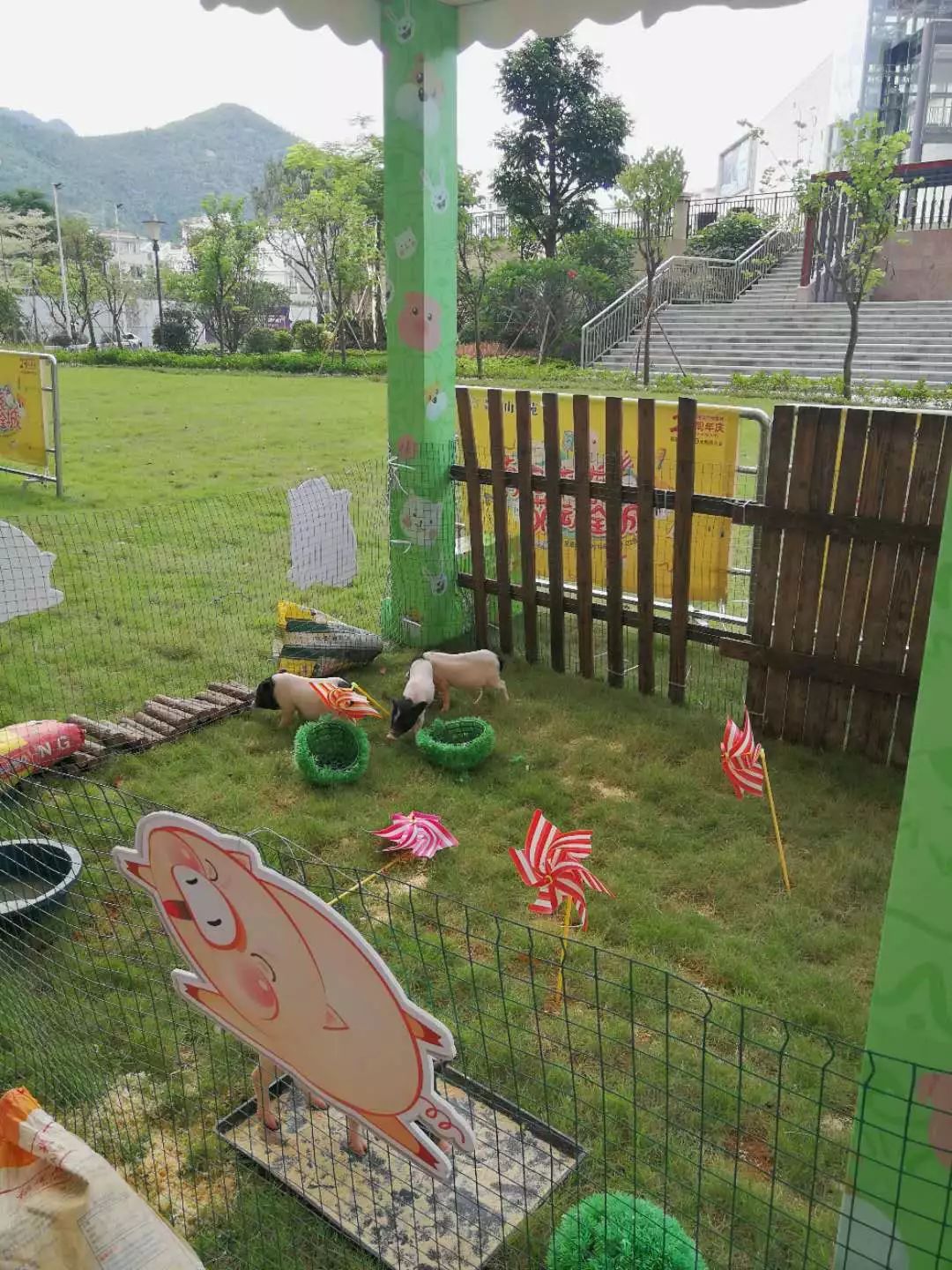 多种可爱动物点燃夏日激情羊驼,小矮马,小香猪,宠物兔,雪貂,黑天鹅翔