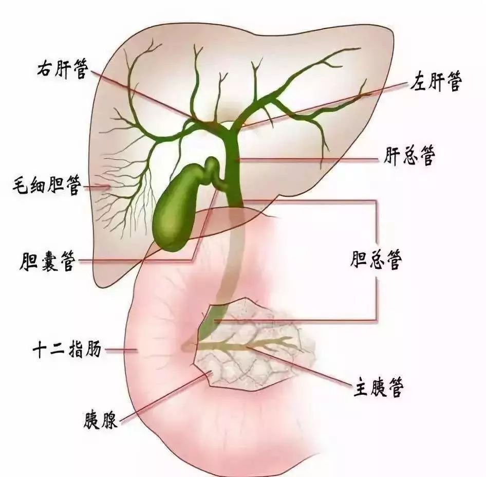 肝与胆的关系图图片