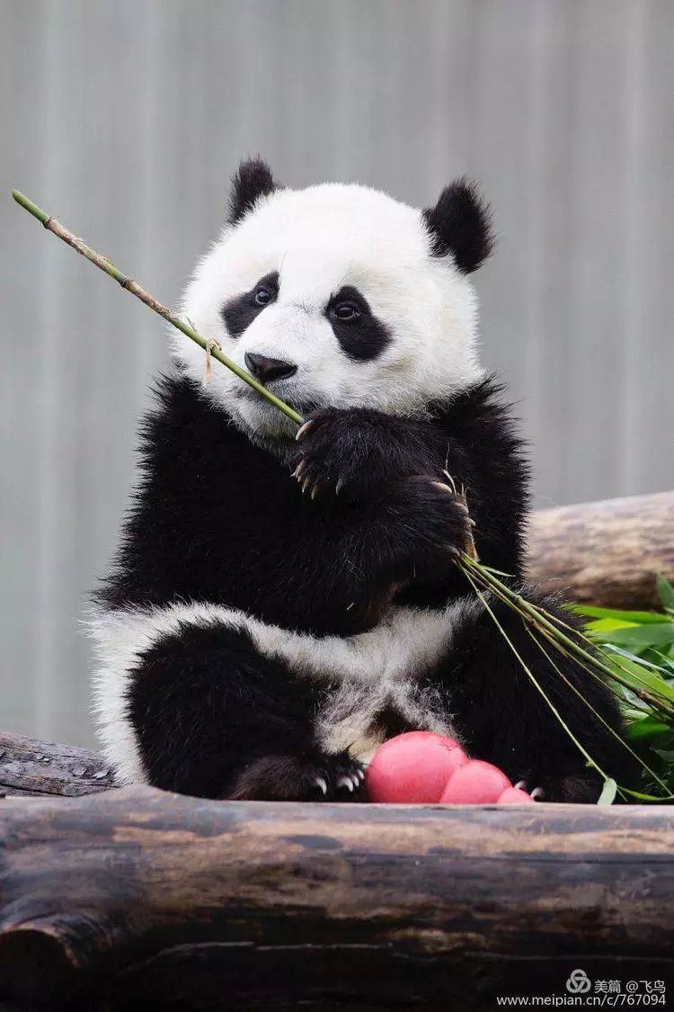 可爱的小熊猫呆萌图片