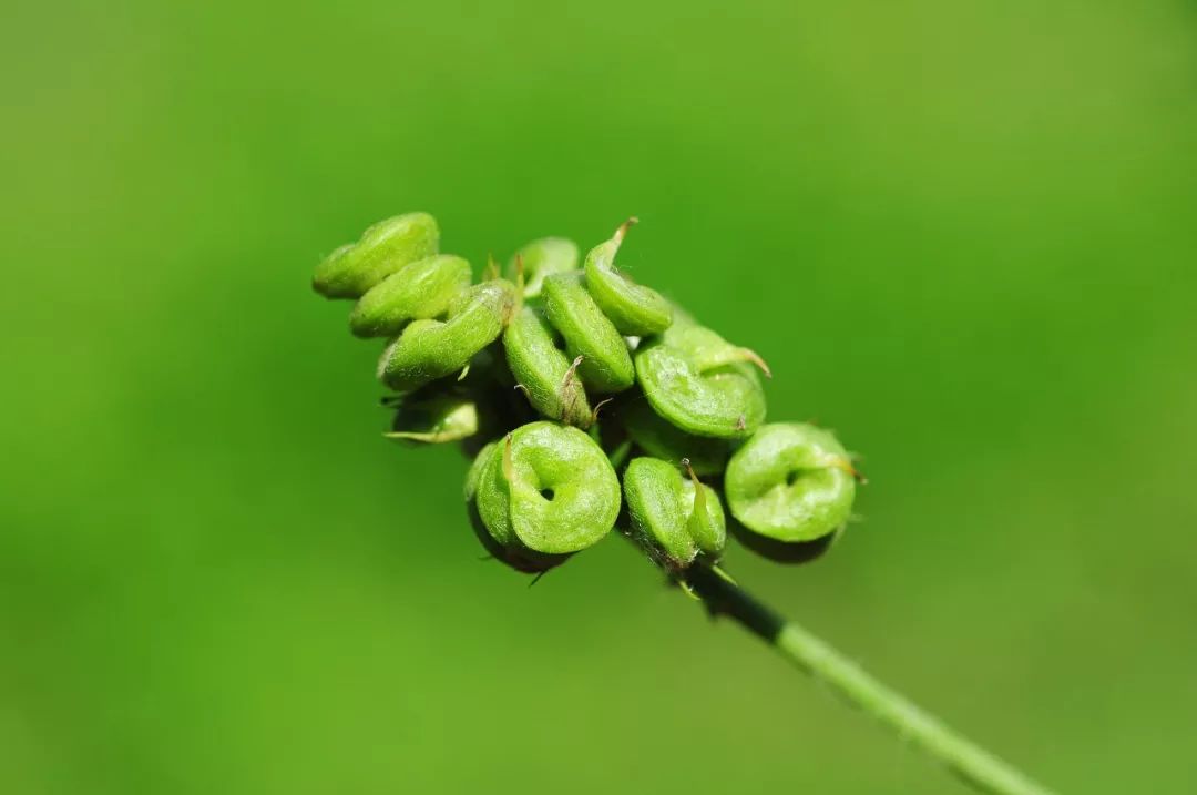 现在这个答案很明确,它就是南苜蓿(medicago polymorpha),因为它"开细