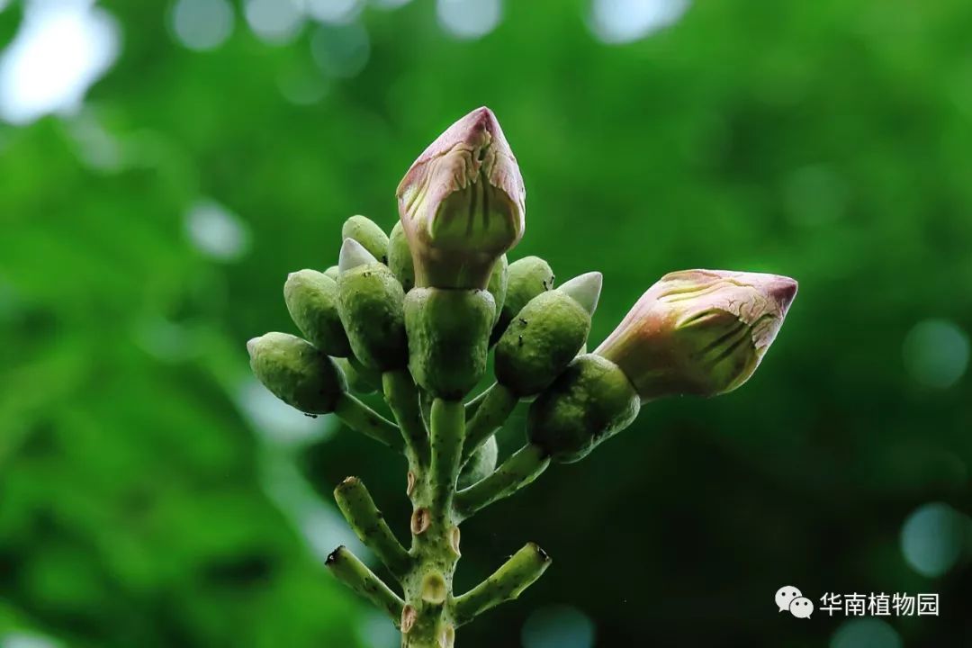 夜深花无眠木蝴蝶