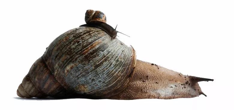 1东风螺主要生活在潮湿阴暗的地方,一般雨后就会从草丛,树林里爬出来.