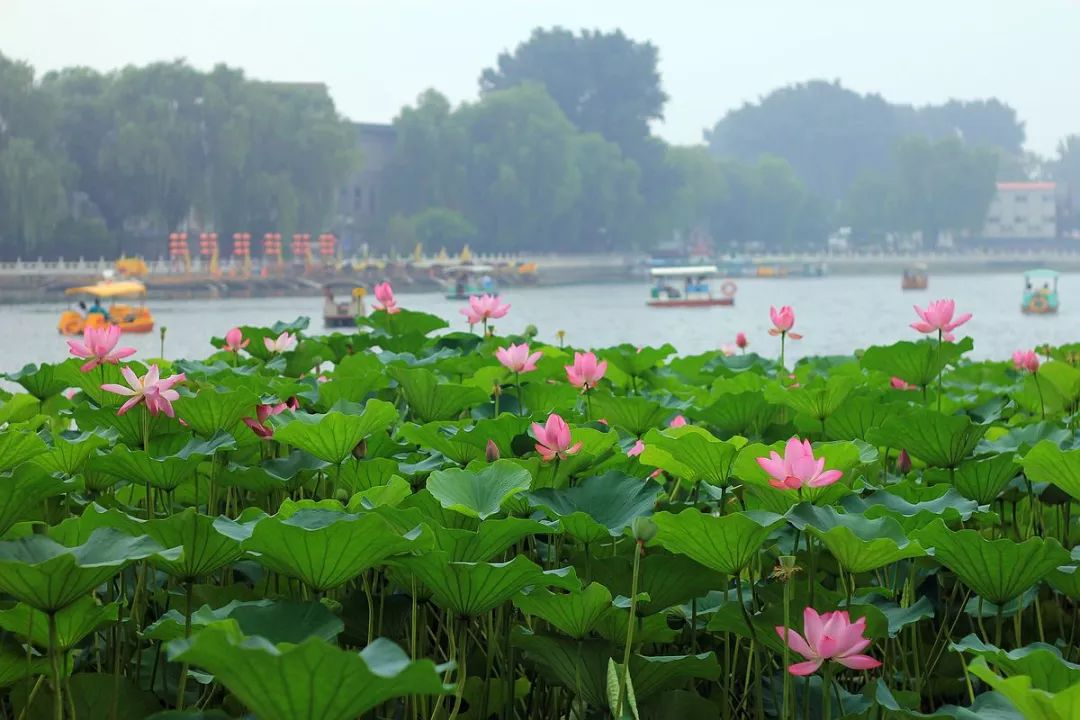 什刹海的荷花荷叶,打过去就非常有名,像咱北京人爱喝的荷叶粥,就讲究
