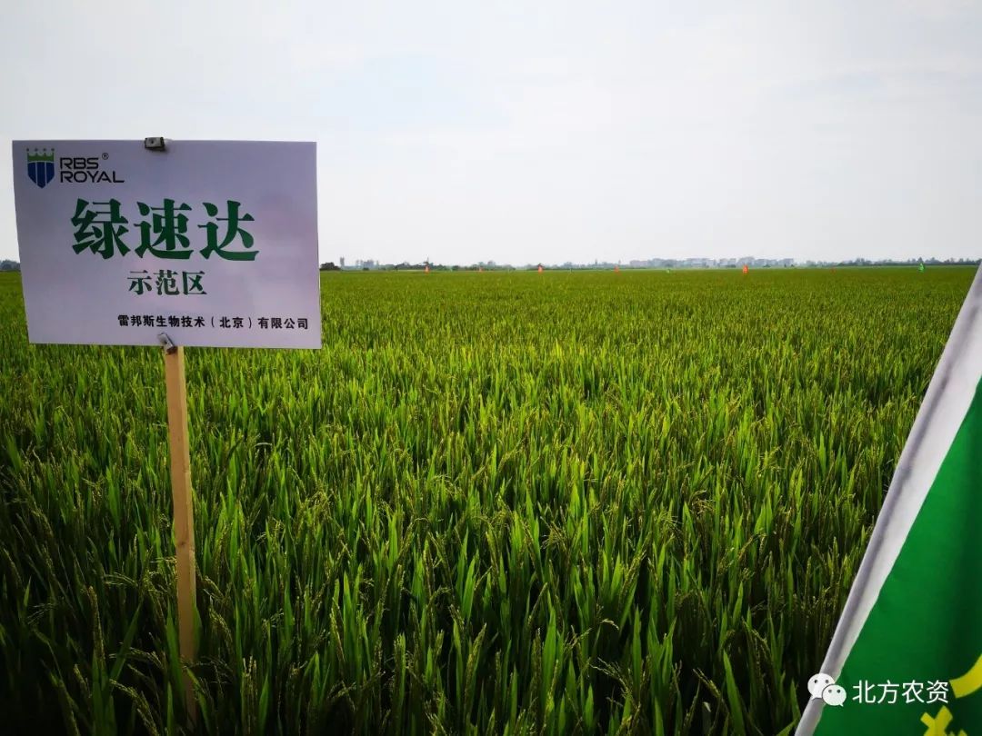 关注蛙声未至稻香已来雷邦斯助力江西稻农省时省工获丰年