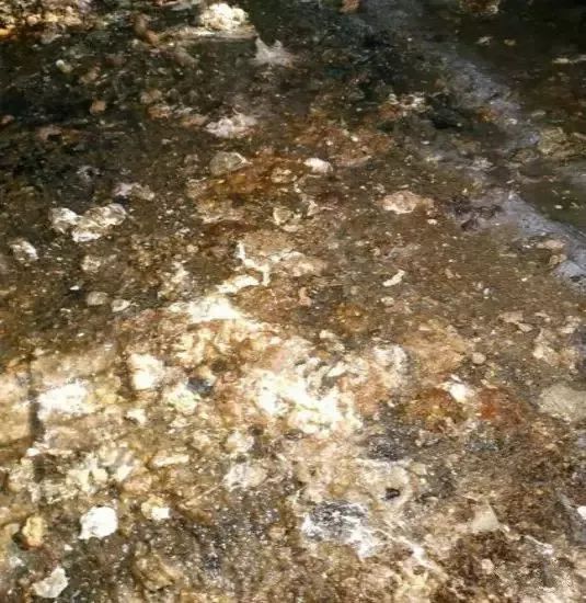 蛋鸡反复拉稀过料蛋壳质量差如何有效防治呢