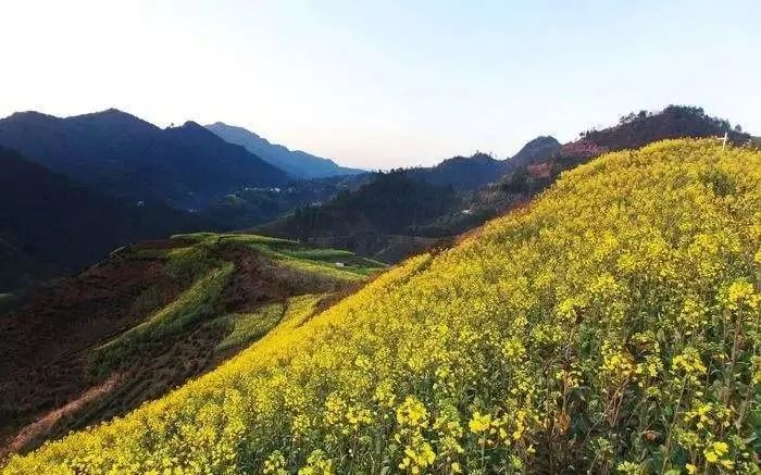 高高的山崗多想在我的家鄉還有那滿溝的桃李芬芳……春天種下五穀雜糧