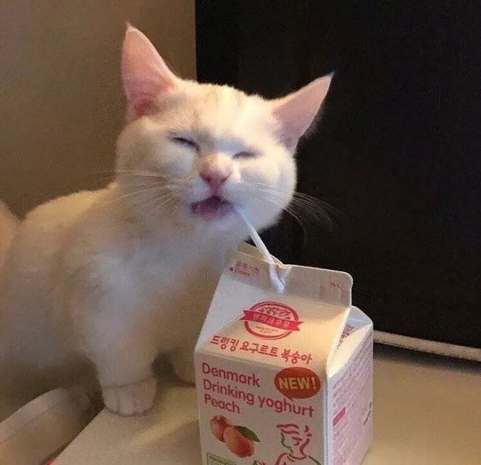 猫咪喝酸奶,太萌了!