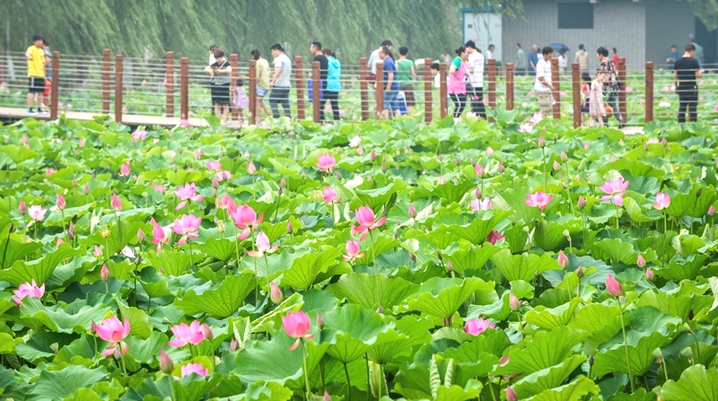 洛阳孟津第16届会盟银滩荷花节6月22日开幕!