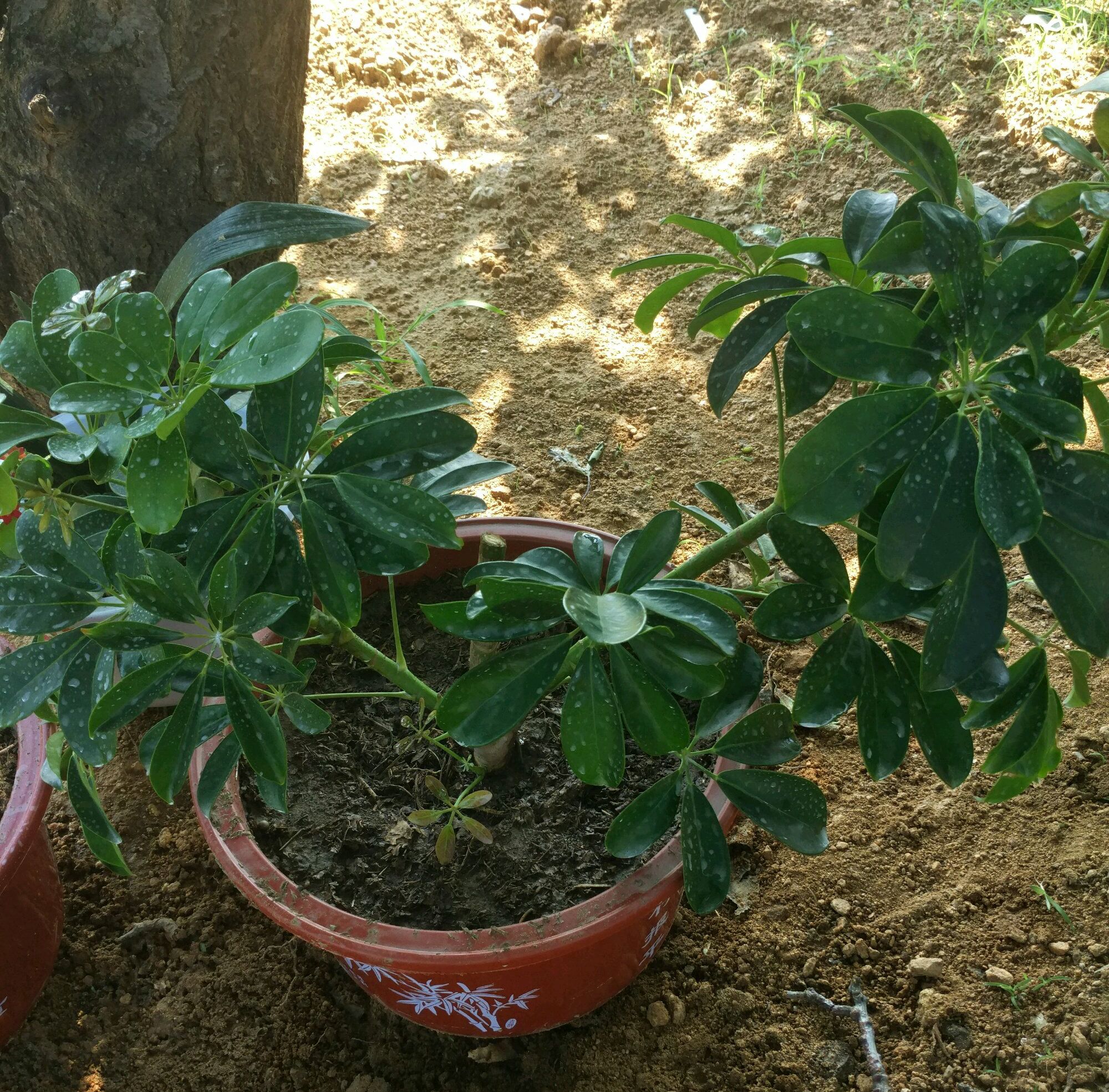 鴨掌木怎麼扦插(鴨掌木怎麼扦插最好) - 123植物網