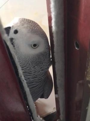 顶嘴的小灰天天这样