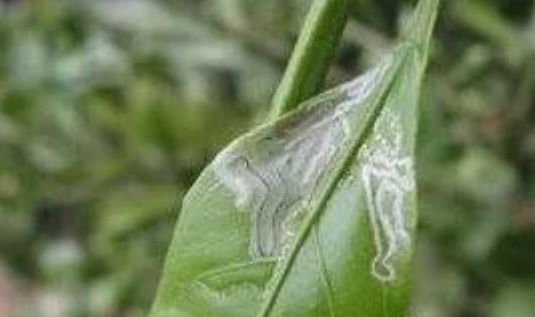 柑橘红美人种植技术病虫害该怎样防治