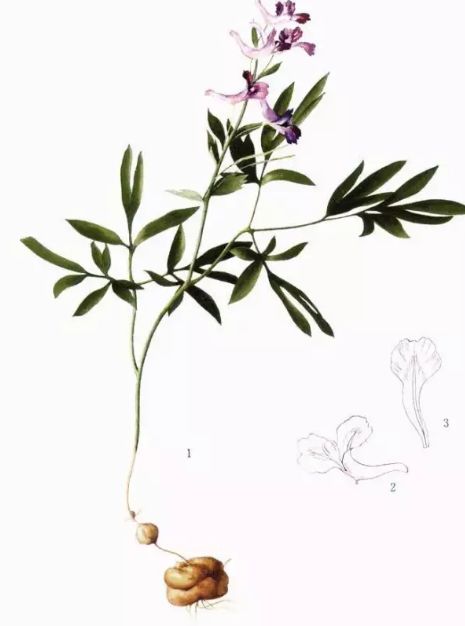 洋县元胡作为全国柴胡的主产地之一,宝鸡在历史上就是野生柴胡较多的