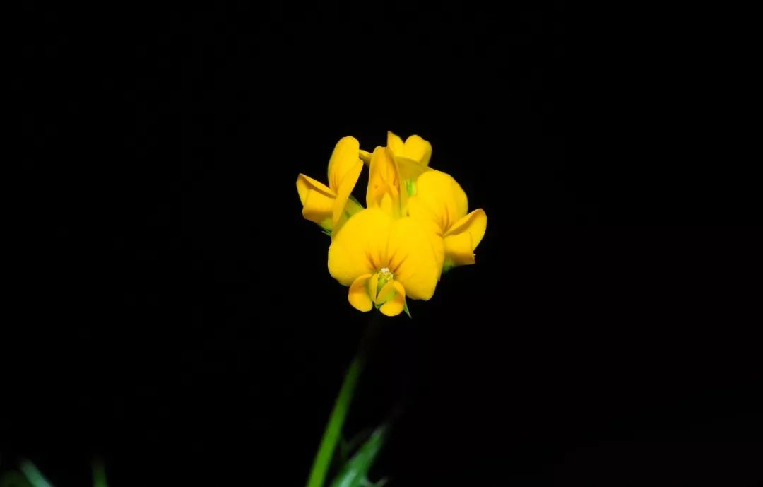 草头是什么这是一个和苜蓿有关的故事